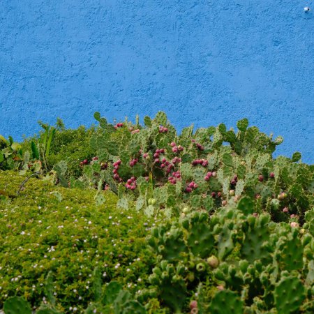 Foto de Una hermosa foto de una pared azul rodeada de cactus - Imagen libre de derechos