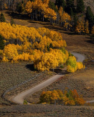 Téléchargez les photos : Feuillage automne trembles sur la route de campagne d'automne à col ruisseau Idaho, plan vertical - en image libre de droit