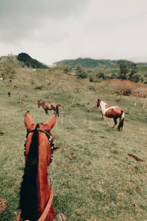 Foto de Un POV vertical de un ecuestre mirando a los caballos en el campo verde - Imagen libre de derechos