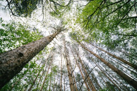 Téléchargez les photos : Un plan à angle bas d'arbres poussant dans une forêt - en image libre de droit