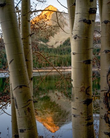 Photo for A breathtaking view through tree trunks on a reflection of East Beckwith Mountain, Colorado, on the Lost Lake's surface - Royalty Free Image