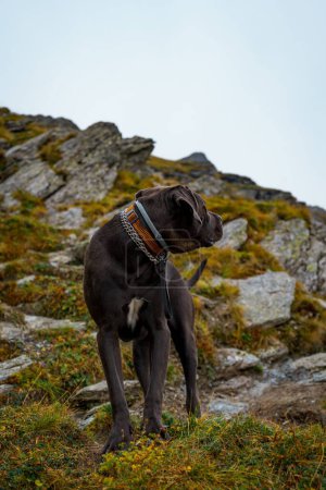 Téléchargez les photos : Un chien Cane Corso dans les montagnes le jour - en image libre de droit