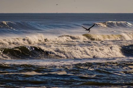Téléchargez les photos : Une scène de l'océan moussant des vagues avec une mouette avec un poisson dans son bec pendant la journée - en image libre de droit