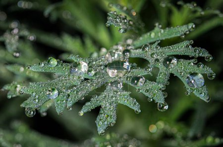 Téléchargez les photos : Un gros plan de belles grosses gouttes de pluie sur les feuilles vertes en hiver - en image libre de droit