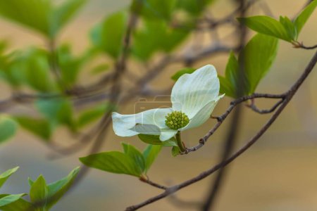 Téléchargez les photos : Une délicate fleur de cornouiller du Pacifique fleurissant dans le jardin - en image libre de droit