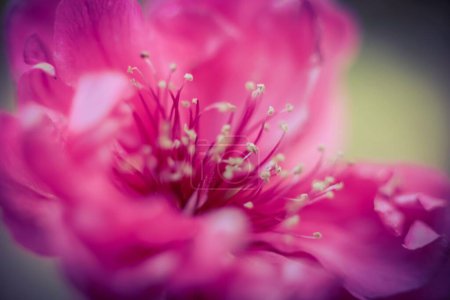 Foto de Una macro toma de una flor de flor de ciruelo rosa con detalles, fondo de la naturaleza - Imagen libre de derechos