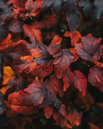 Photo for A closeup of a plant with deep red leaves growing at a garden - Royalty Free Image