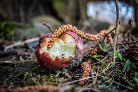 Téléchargez les photos : Une fleur de noisette sur une pomme pourrie - en image libre de droit