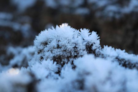 Photo for A close-up shot of frozen ground in a park - Royalty Free Image