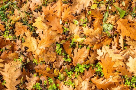 Foto de Un primer plano de vista superior de hermosas hojas caídas de otoño en el suelo en un parque - Imagen libre de derechos