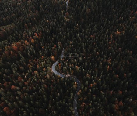 Foto de Una vista aérea de un camino a través del bosque - Imagen libre de derechos
