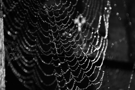 Foto de Una escala de grises de las gotas de agua del rocío en la tela de araña en el fondo borroso - Imagen libre de derechos
