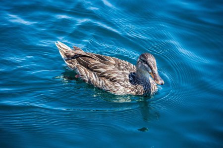 Photo for A female mallard in the peaceful blue pond - Royalty Free Image