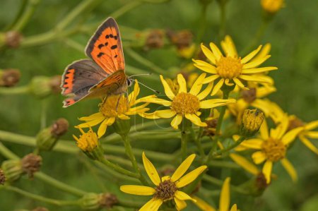 Téléchargez les photos : Gros plan du papillon orange sur les fleurs jaunes - en image libre de droit