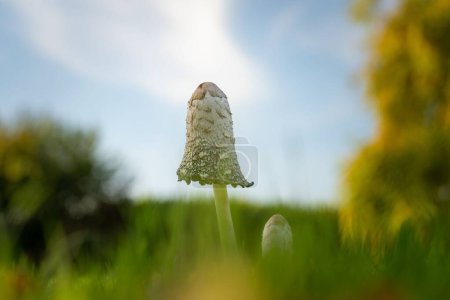 Téléchargez les photos : Un petit champignon crinière Shaggy dans la forêt - en image libre de droit