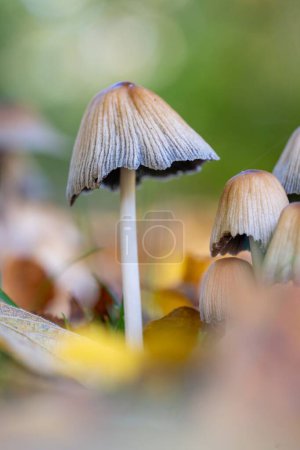 Photo for A small mushroom in the forest - Royalty Free Image