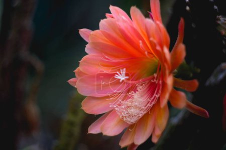 Foto de Un primer plano de un cactus trepador (Epiphyllum) sobre fondo borroso - Imagen libre de derechos
