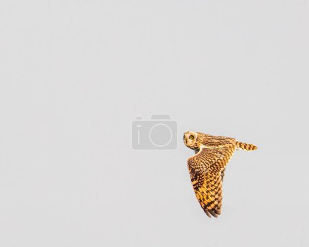 Téléchargez les photos : Plan rapproché d'un hibou aux oreilles courtes volant avec ses ailes grandes ouvertes - en image libre de droit