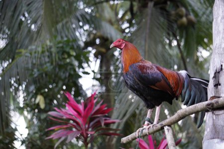Téléchargez les photos : Un coq rouge perché sur un bois attaché à un arbre - en image libre de droit