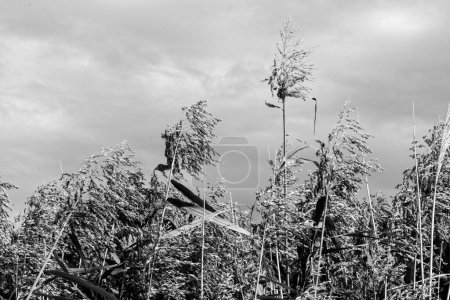 Foto de Una hermosa toma de cañas altas ondeando en el viento - escala de grises - Imagen libre de derechos