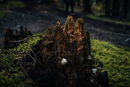 Téléchargez les photos : Un gros plan de mousses forestières le jour - en image libre de droit