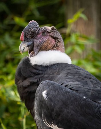 Téléchargez les photos : Un gros plan vertical de l'oiseau condor andin avec fond d'herbe floue - en image libre de droit