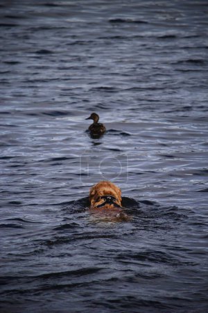 Photo for A vertical shot of a dog swimming in the water with a duck - Royalty Free Image