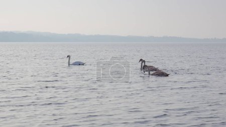 Foto de Un primer plano de los cisnes que nadan en un lago en Dinamarca - Imagen libre de derechos