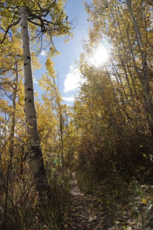 Photo for A vertical shot of the sun poking through leaves of aspen trees in a forest - Royalty Free Image