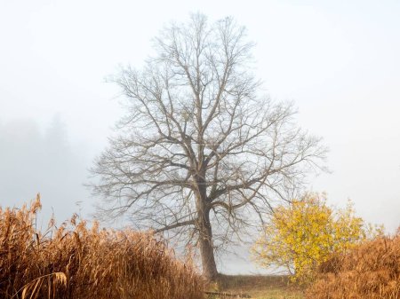 Foto de Una vista panorámica de un árbol sin hojas ubicado en un día de niebla en Trautenfels, Austria - Imagen libre de derechos