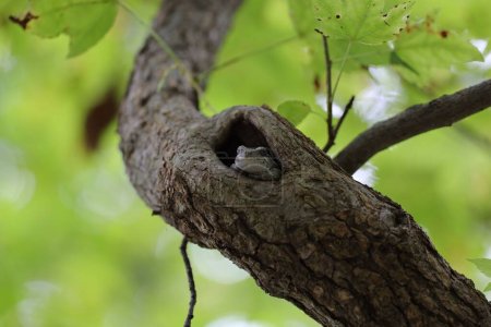 Foto de Un primer plano de una rana escondida en un agujero de árbol con fondo verde de la naturaleza - Imagen libre de derechos
