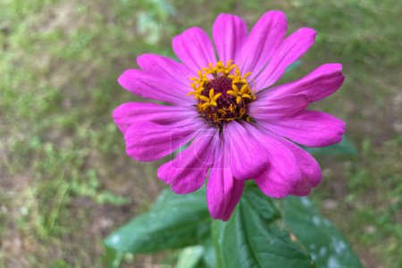 Téléchargez les photos : Une fleur de Zinnia violette dans le jardin - en image libre de droit