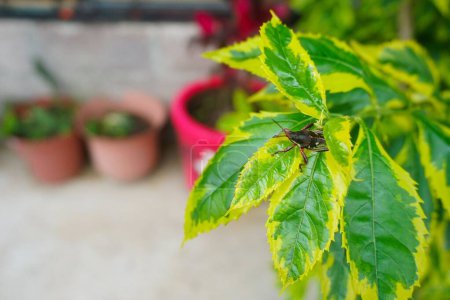 Téléchargez les photos : Mise au point sélective d'une sauterelle sur des feuilles de plantes jaunes et vertes dans la cour arrière - en image libre de droit