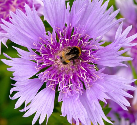 Photo for Macro of a purple-pink Stokesia flower with a bumble bee feeding in the centre - Royalty Free Image