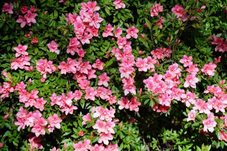 Téléchargez les photos : Les azalées roses profitent du soleil par un après-midi de printemps chaud - en image libre de droit