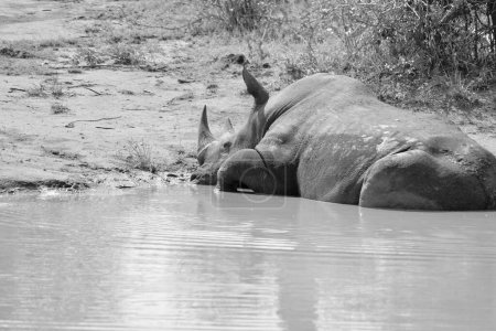 Photo for A closeup grayscale shot of a rhinoceros sitting on the coast of a lake - Royalty Free Image