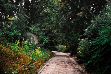 Foto de Un camino malhumorado hacia el bosque. - Imagen libre de derechos