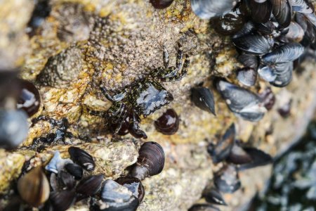 Foto de Una macro toma del pequeño cangrejo negro en la roca cerca del mar en Portugal, Oporto - Imagen libre de derechos
