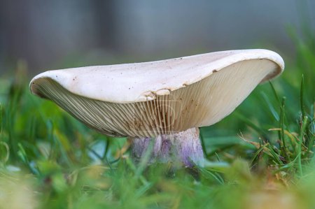 Photo for A closeup of a large Lepista personata mushroom with a purple foot growing in the field - Royalty Free Image