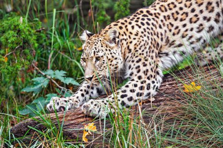 Téléchargez les photos : Un léopard se tient sur un arbre tombé se préparant pour un vol de chasse - en image libre de droit