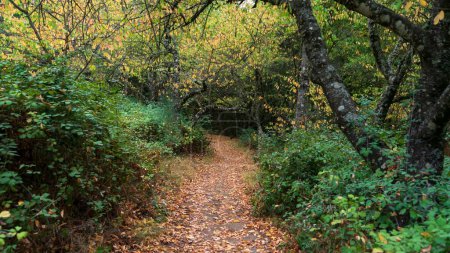 Téléchargez les photos : Une forêt de feuilles d'ocre en automne - en image libre de droit