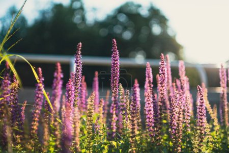 Téléchargez les photos : Un champ de fleurs violettes de sauge commune avec un train en arrière-plan - en image libre de droit