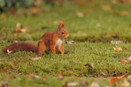 Téléchargez les photos : Gros plan d'un écureuil roux commun dans un champ vert - en image libre de droit