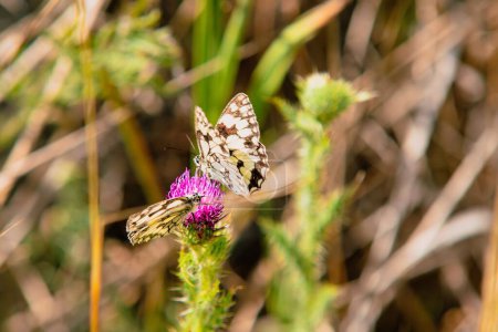Foto de Un primer plano de mariposas blancas de mármol en un cardo en un campo bajo la luz del sol con un fondo borroso - Imagen libre de derechos