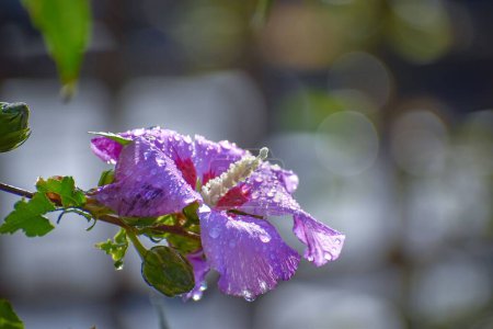 Photo for A closeup of a pink hibiscus - Royalty Free Image