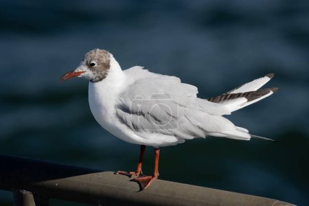 Photo for A close-up shot of a gull on a metallic railing with a blurred background - Royalty Free Image