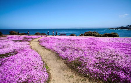 Téléchargez les photos : Le beau champ violet de Drosanthemum plantes à fleurs dans la pointe Lovers et la plage à Monterey - en image libre de droit