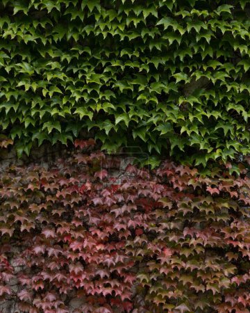 Téléchargez les photos : Plan vertical d'un mur recouvert d'une plante en forme de lierre (Parthenocissus tricuspidata) - en image libre de droit