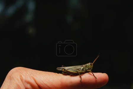 Photo for A closeup shot of a grasshoper on a human finger in Mexico. - Royalty Free Image