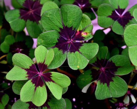 Photo for A closeup shot of oxalis iron cross plants in bloom - Royalty Free Image